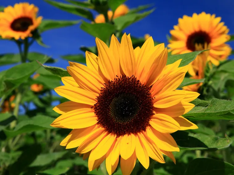 girasoli