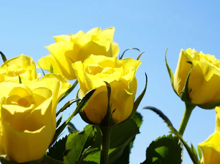 rose gialle