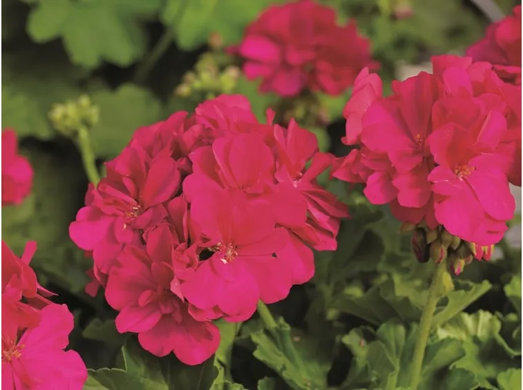 fiore di geranio rosa