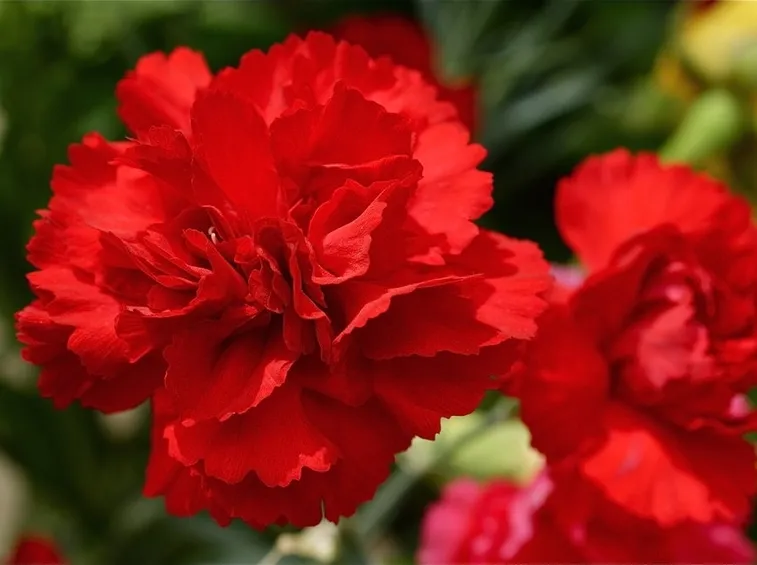 garofano rosso