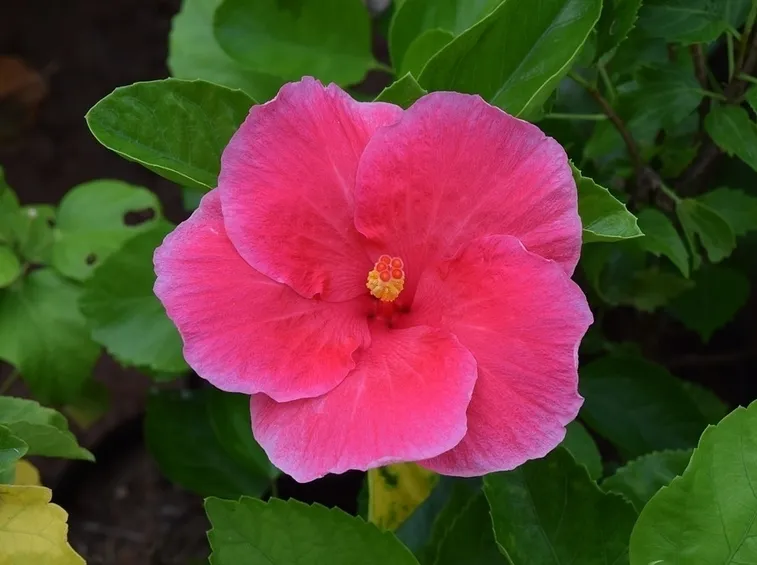 hibiscus rosa