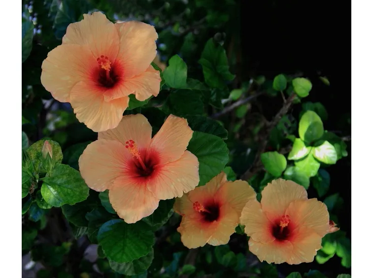 fiori ibisco arancione