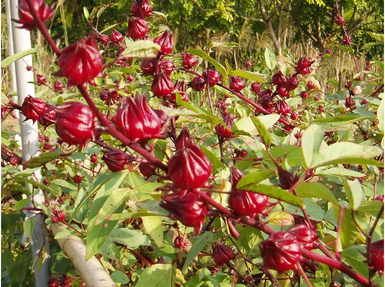 bacche di ibisco