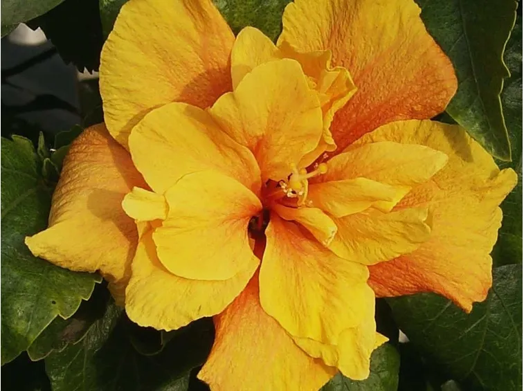 fiore doppio ibisco