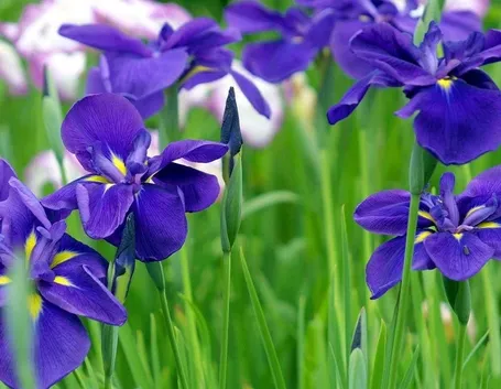 fiore di iris viola