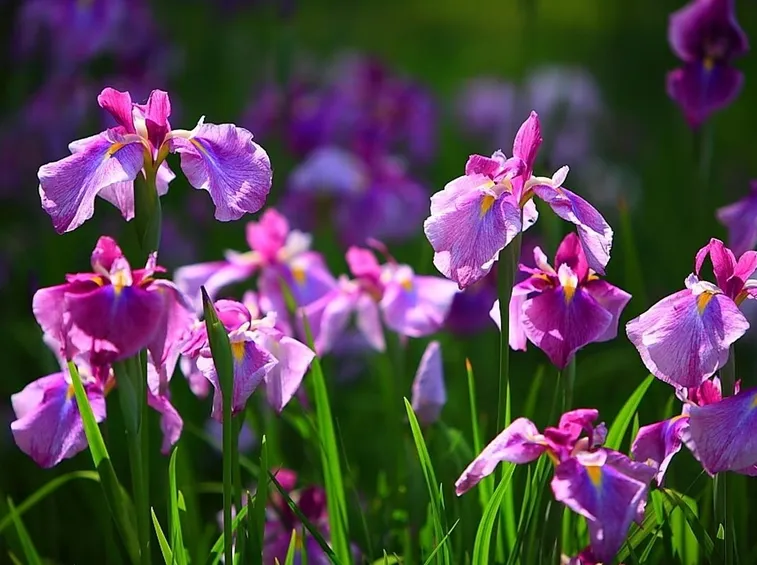 fiori di iris