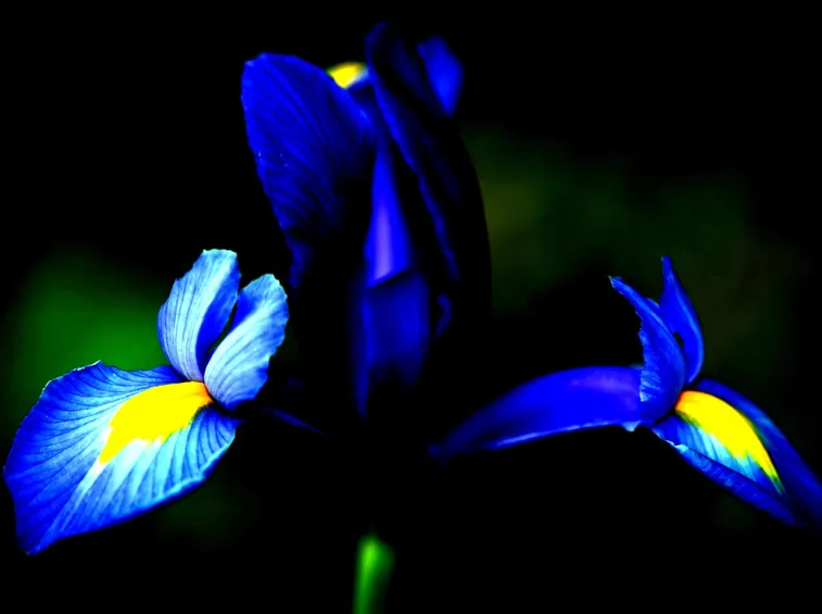 iris blu