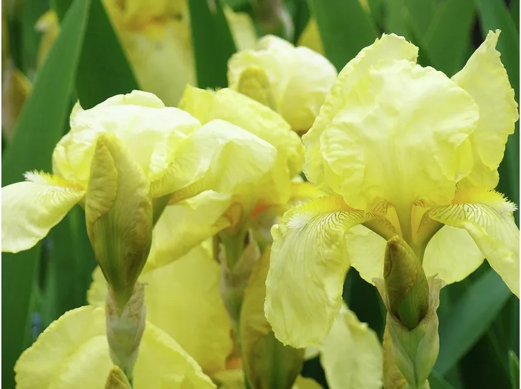 fiore di iris giallo
