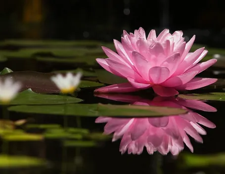 fiore di nelumbo