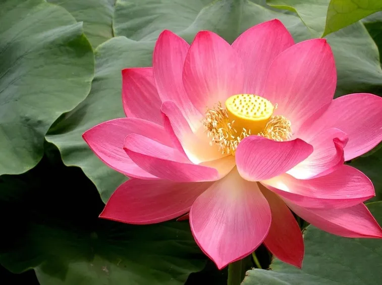 fiore di loto rosa