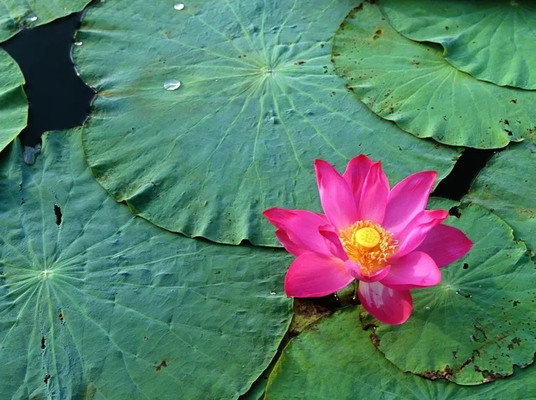 fiore di nelumbo rosa