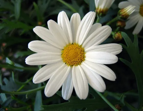 fiore di margherita