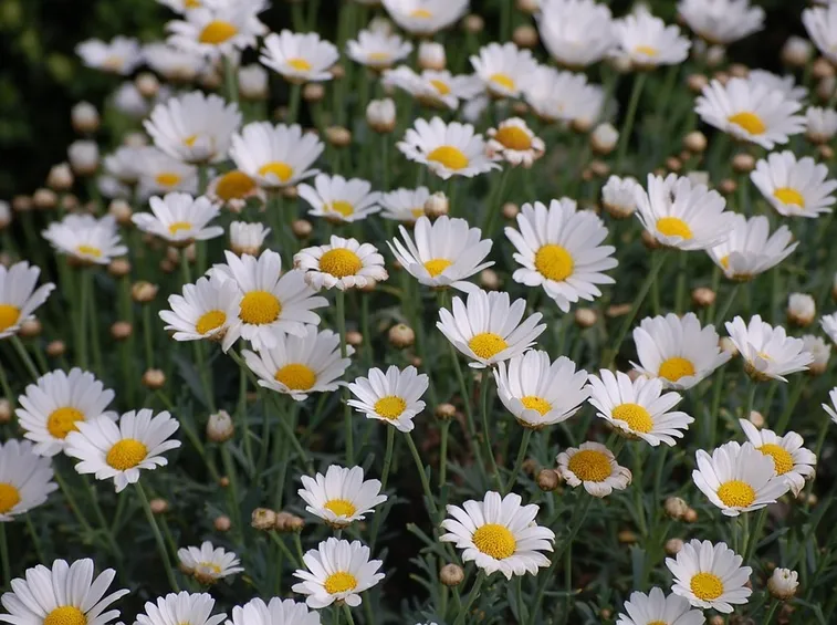 fiori di margherite