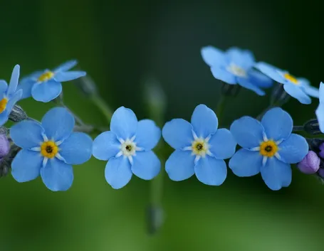 fiore di myosotis