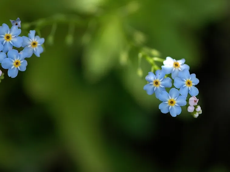 moltiplicare la myosotis