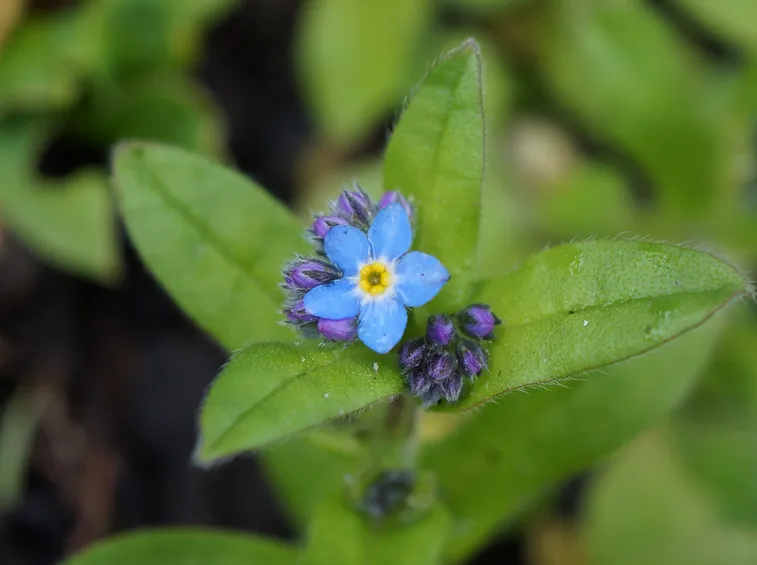 oidio su myosotis