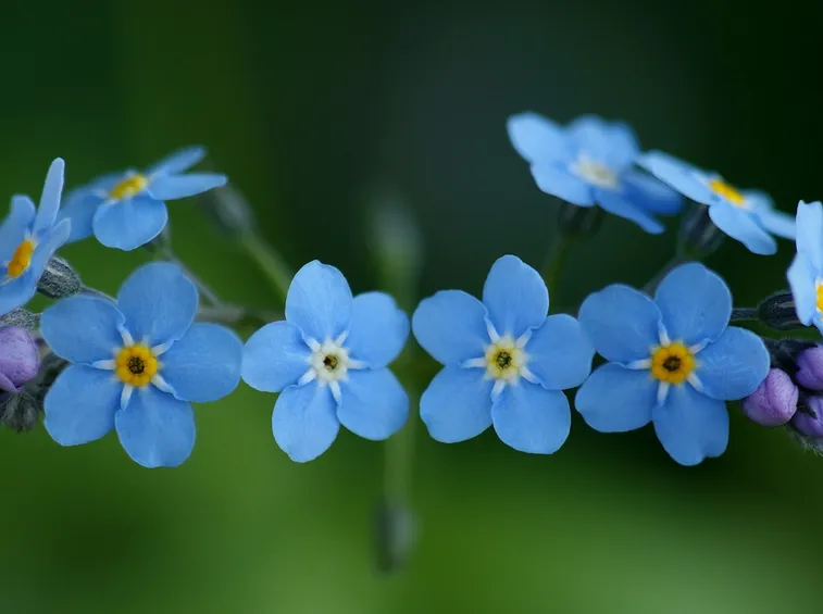fiore di myosotis