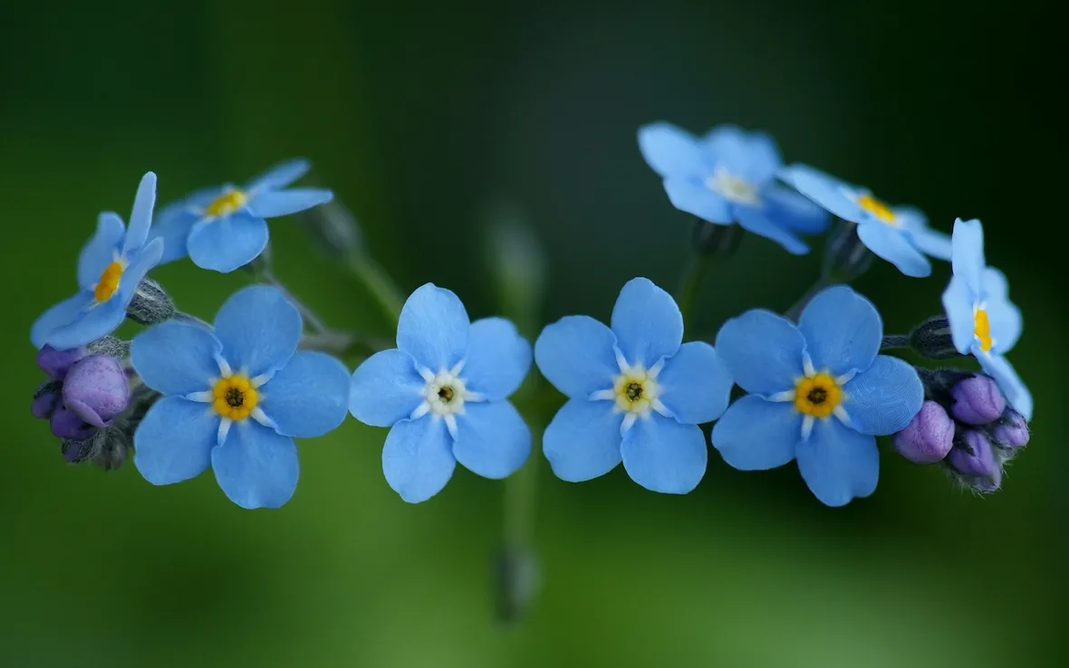 fiore di myosotis