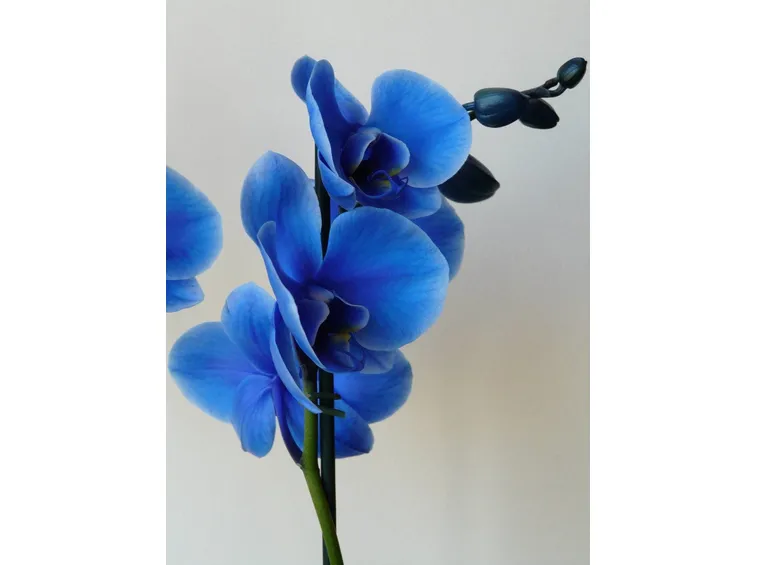 orchidea blu