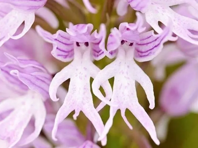 Orchidee rare