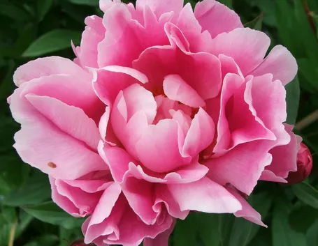 fiore di peonia rosa