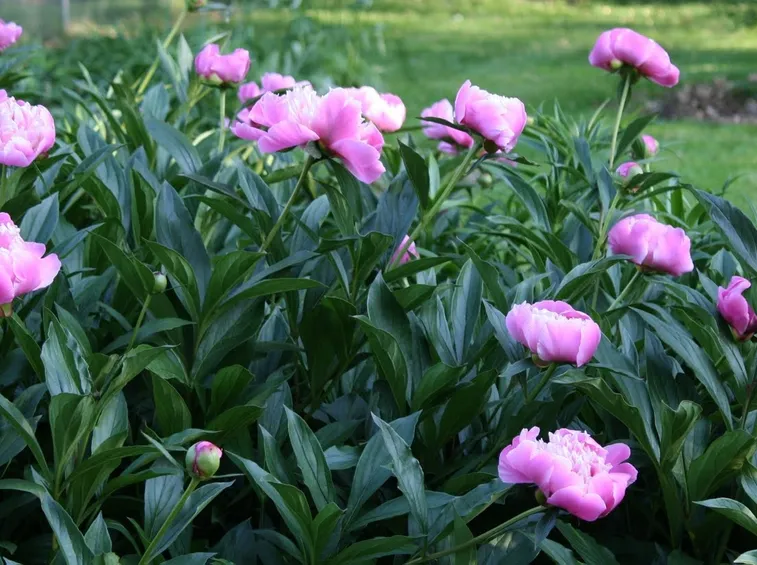 coltivazione peonie