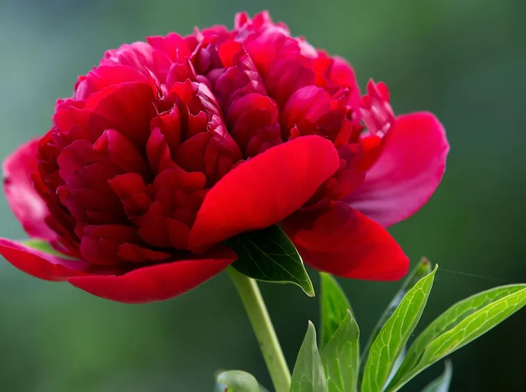 peonia rossa