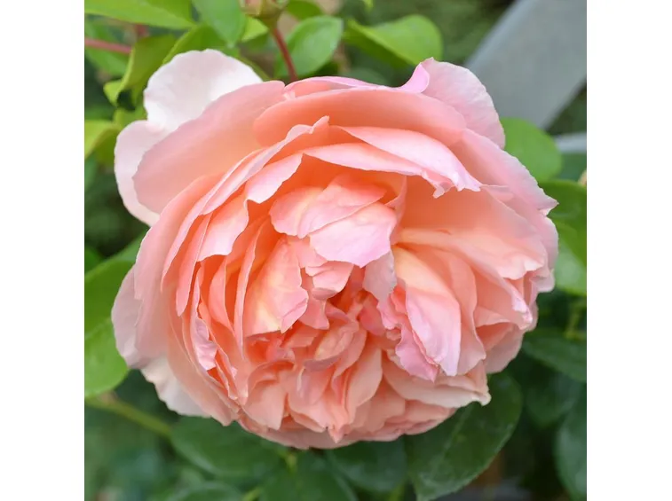 fiore di peonia salmone