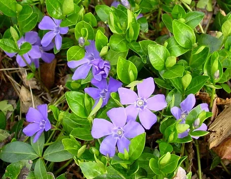fiore di pervinca