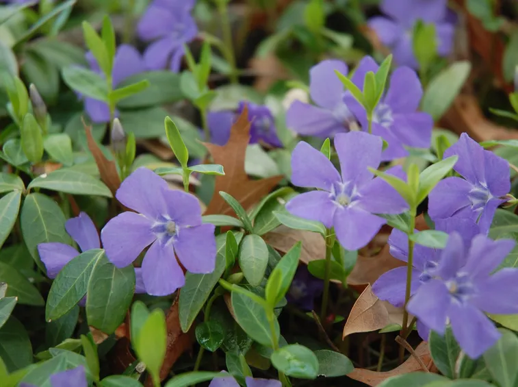 Pervinca
