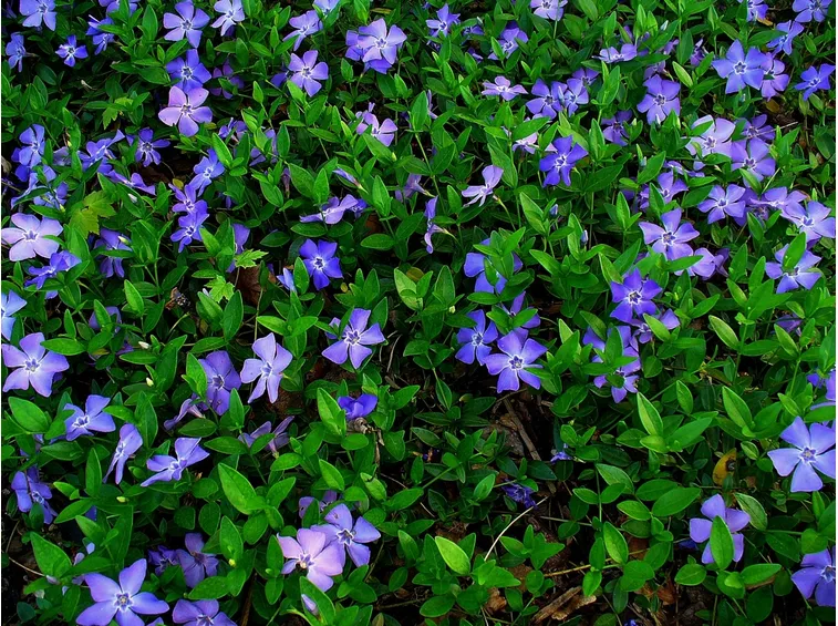pervinca cespuglio