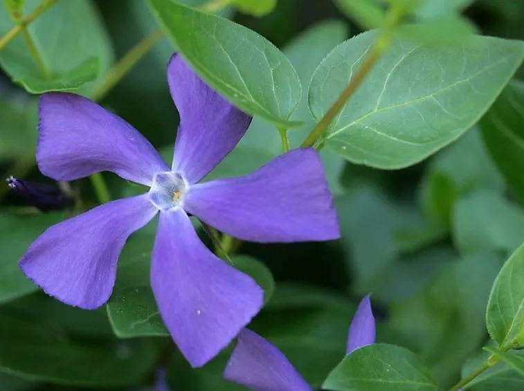 vinca major