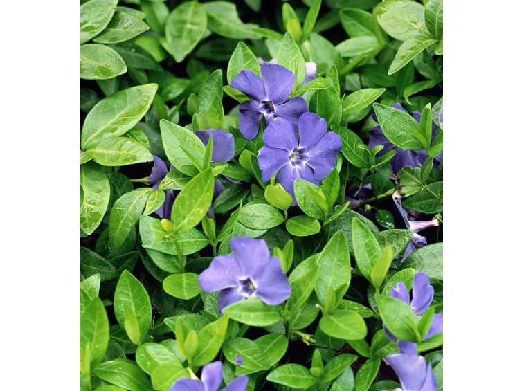 fiore di pervinca
