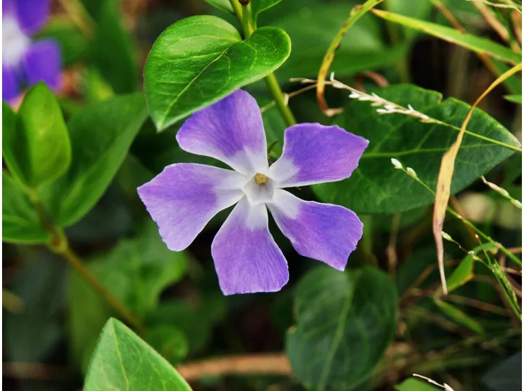 fiore di pervinca