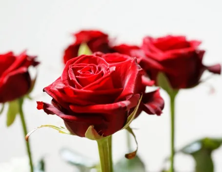 rose rosse