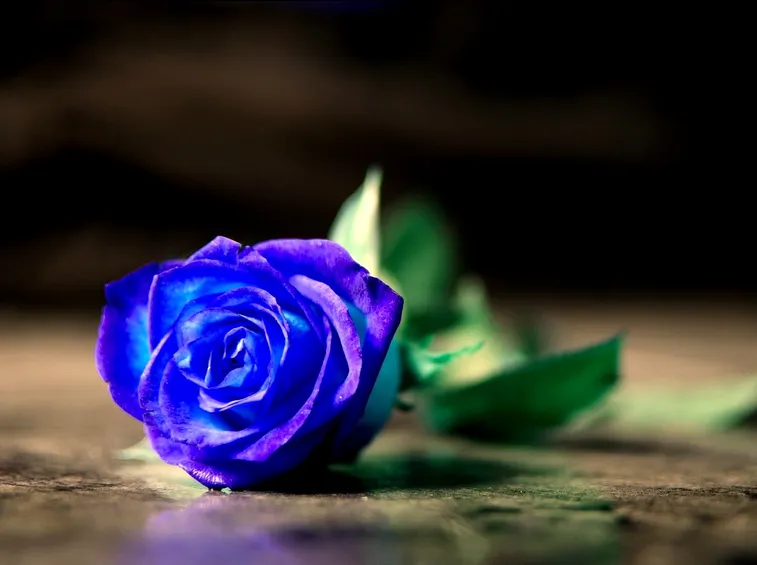 rosa blu