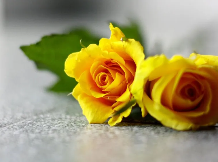 rose gialle