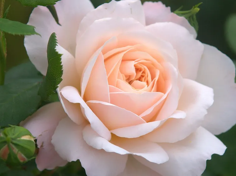 rosa rosa