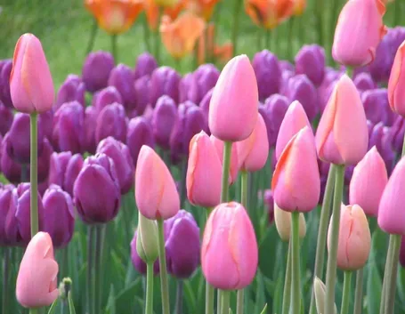 fiore di tulipano rosso