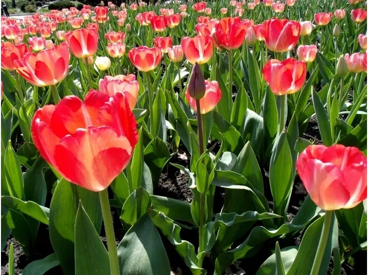 fiore di tulipano color cardinale
