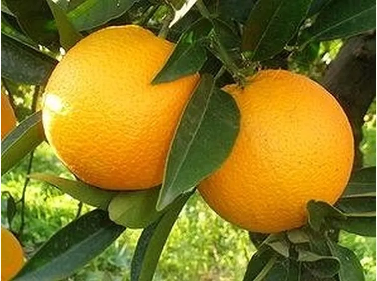 Arancia di ribera
