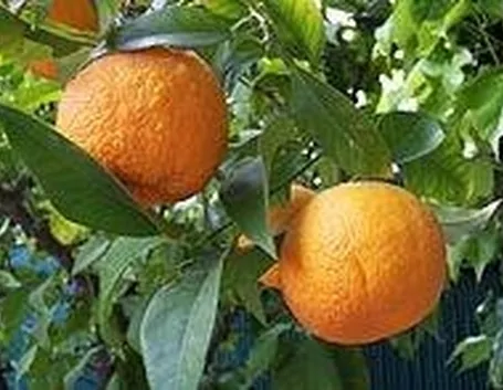 arancio amaro