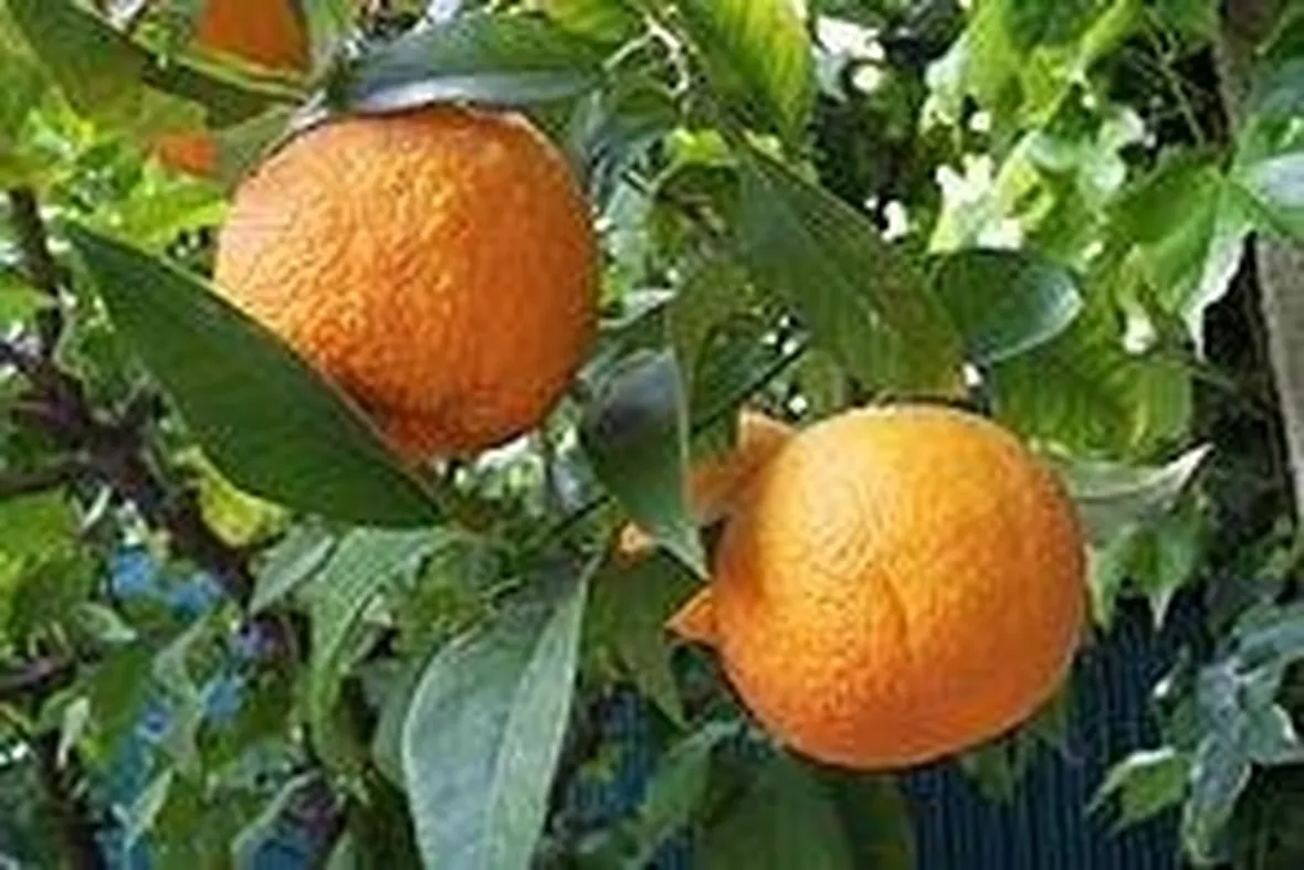 arancio amaro