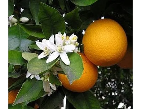 arancio