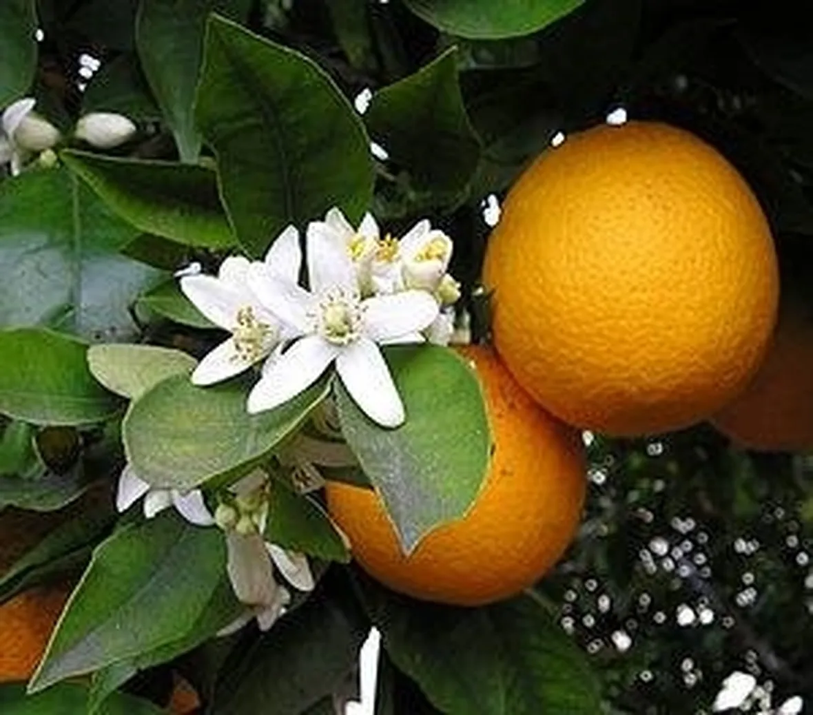 arancio