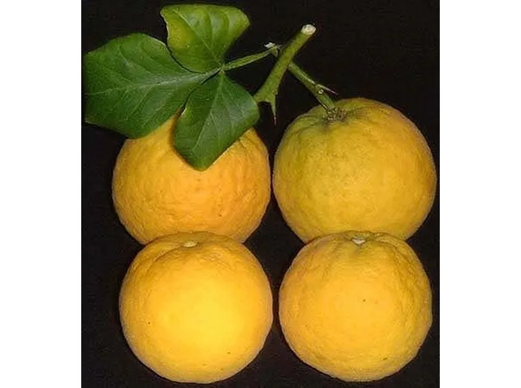 arancio trifogliato2