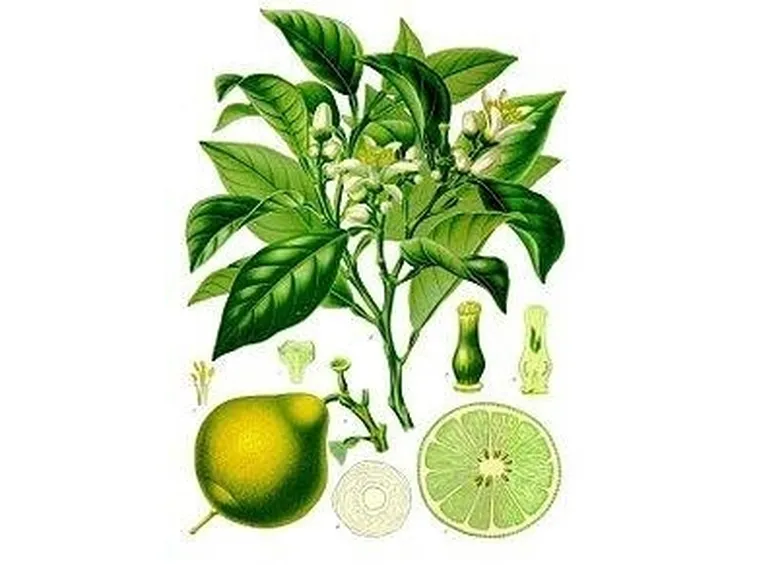 bergamotto 2