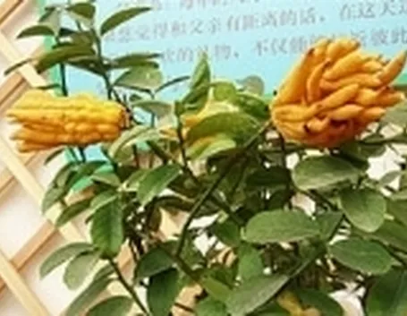 cedro