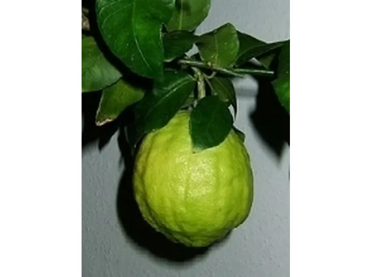 cedro2