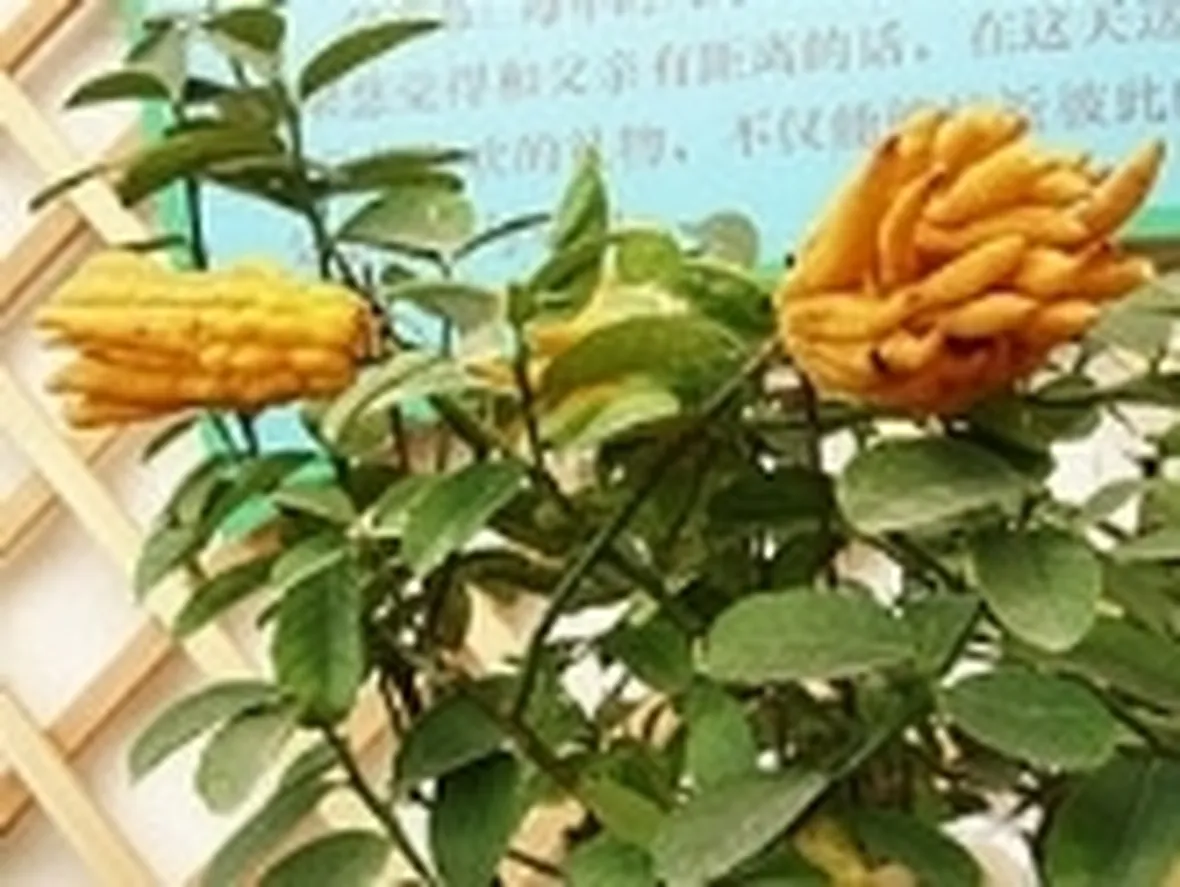 cedro